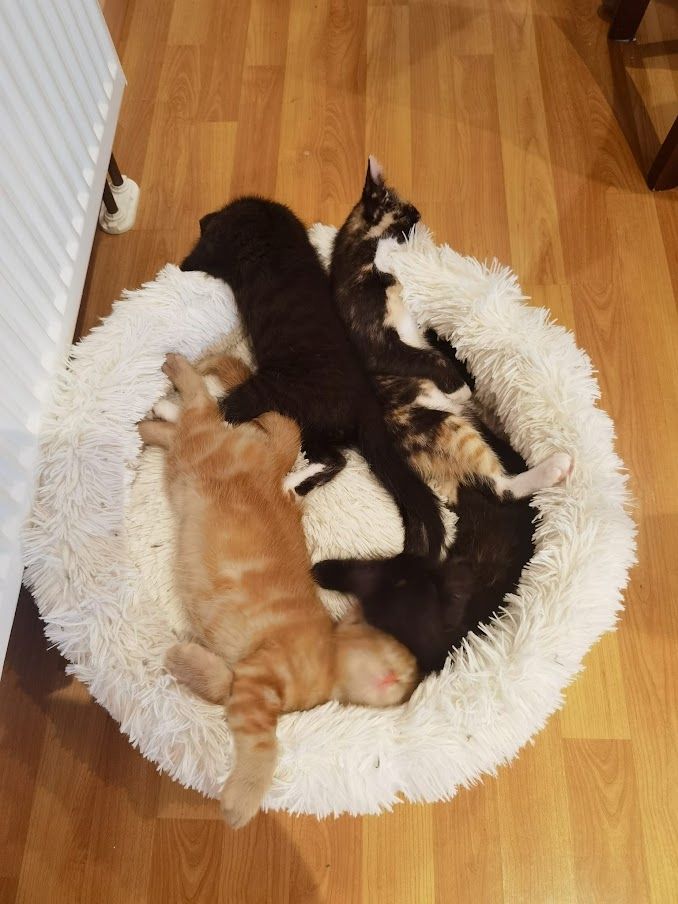 Katzenbabys suchen Kuschelkörbchen