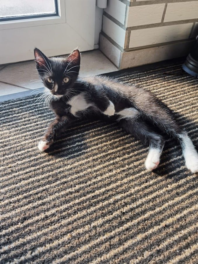 Katzenbabys suchen Kuschelkörbchen