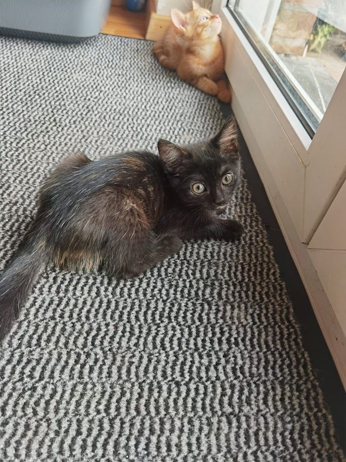 Katzenbabys suchen Kuschelkörbchen