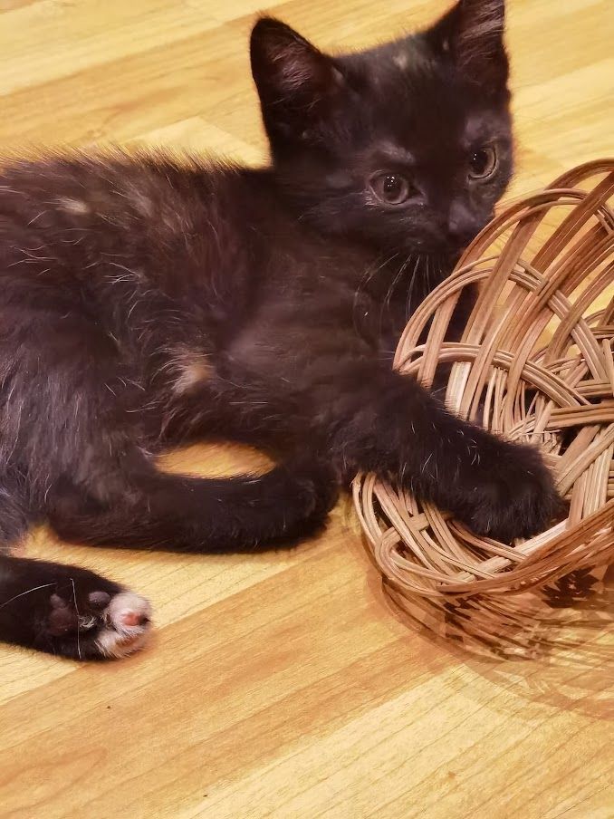 Katzenbabys suchen Kuschelkörbchen