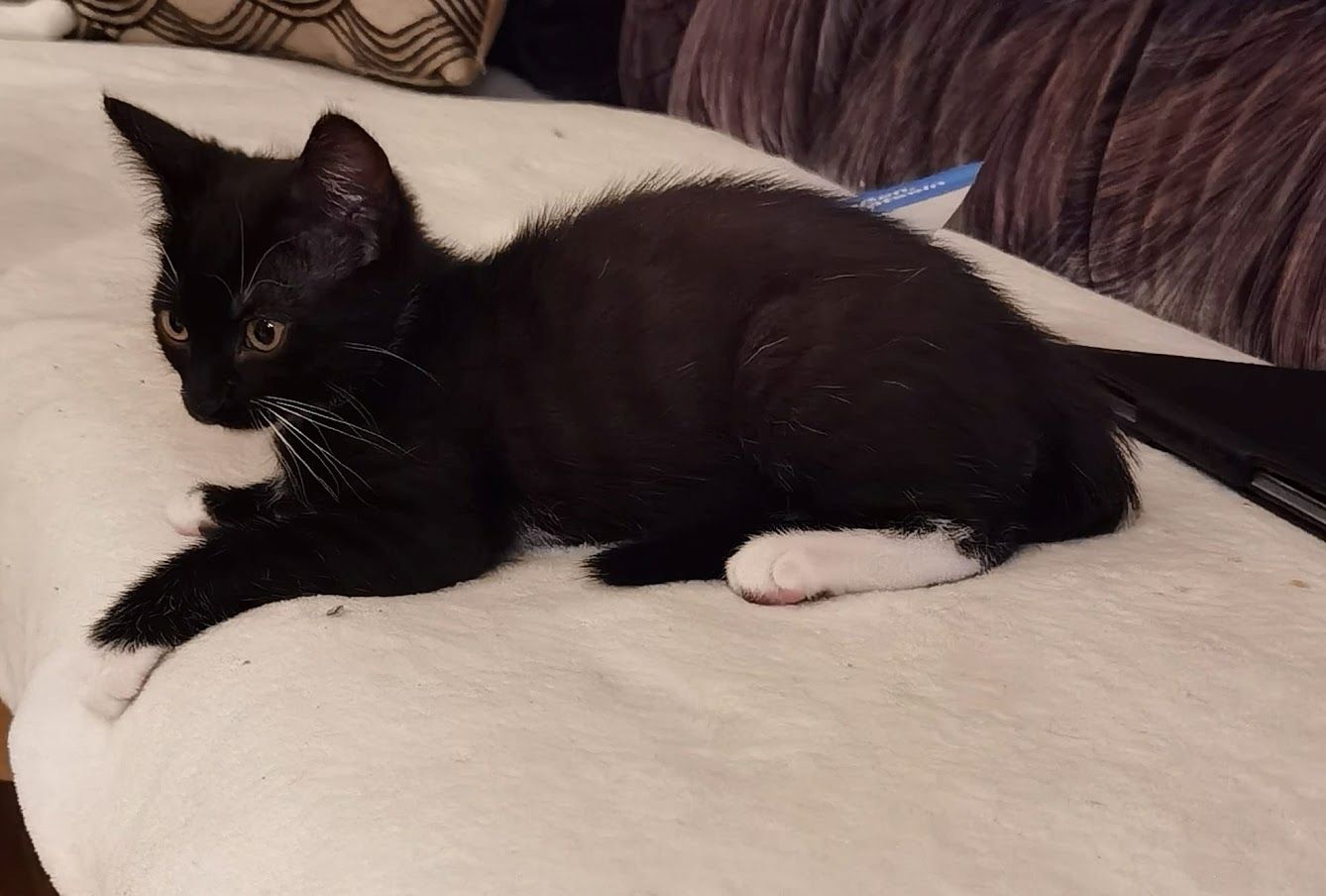 Katzenbabys suchen Kuschelkörbchen