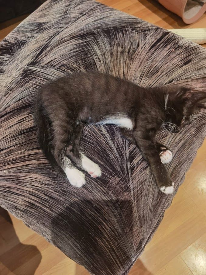 Katzenbabys suchen Kuschelkörbchen