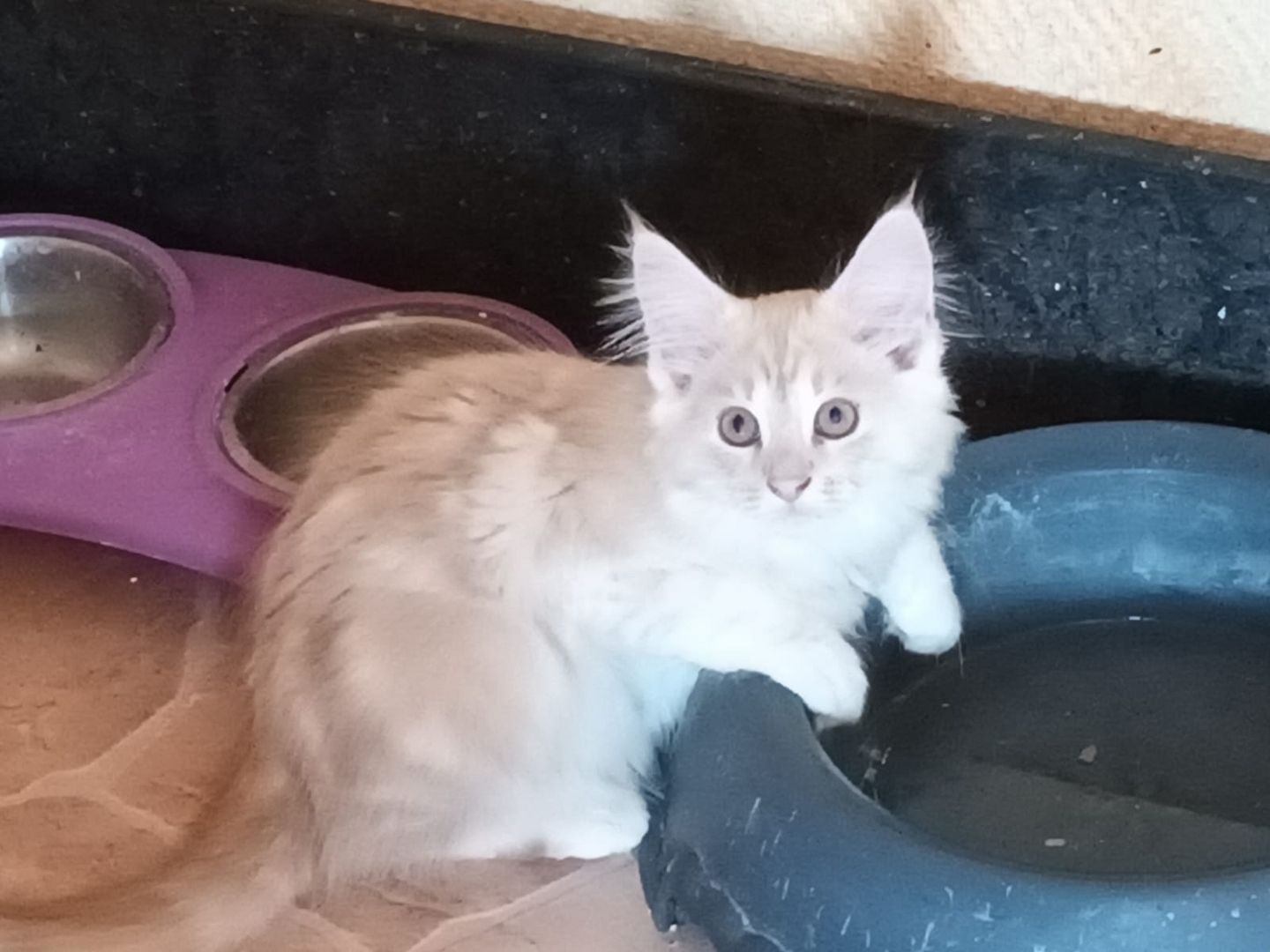 Süße MaineCoon Kitten suchen liebevolles Zuhause