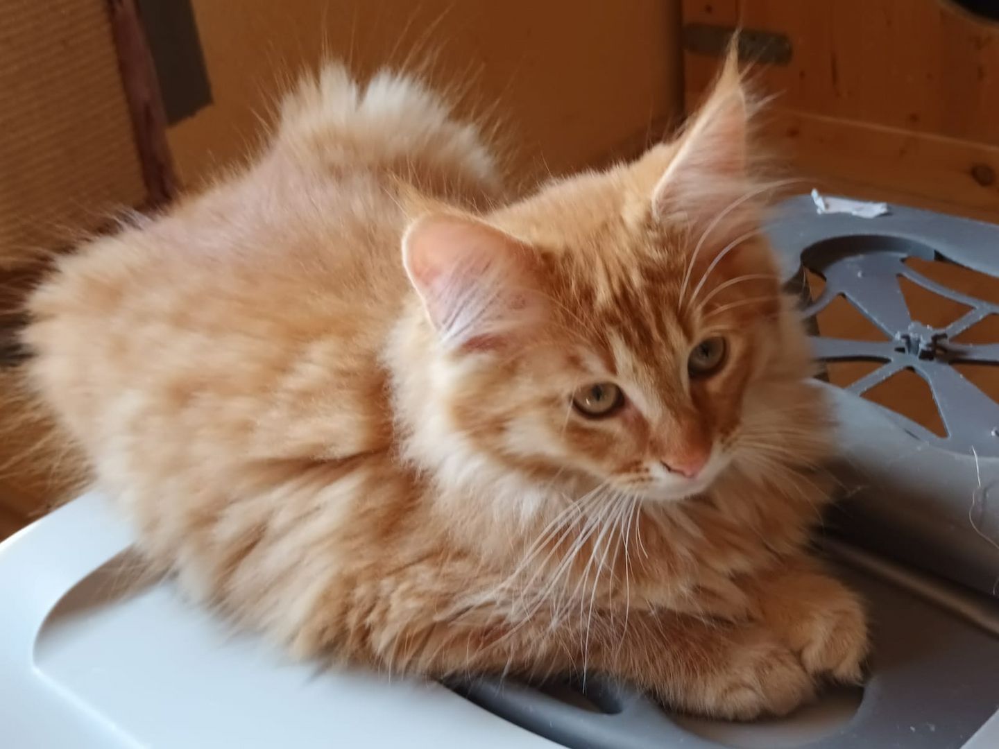 Süße MaineCoon Kitten suchen liebevolles Zuhause