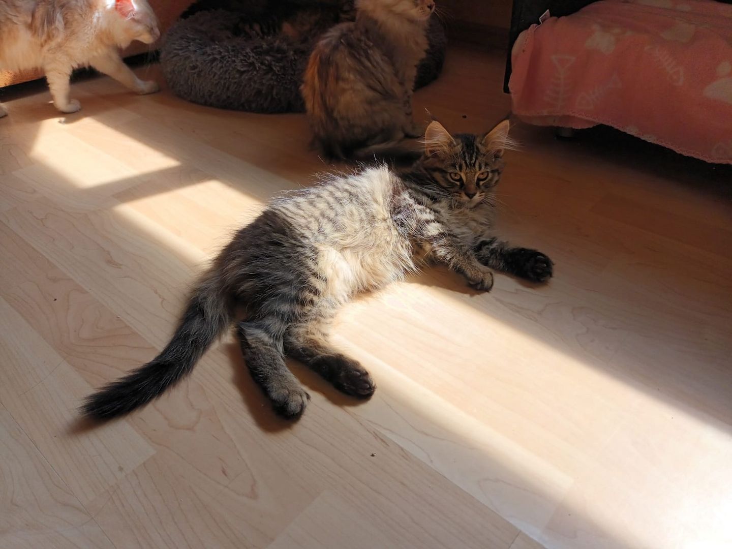 Süße MaineCoon Kitten suchen liebevolles Zuhause