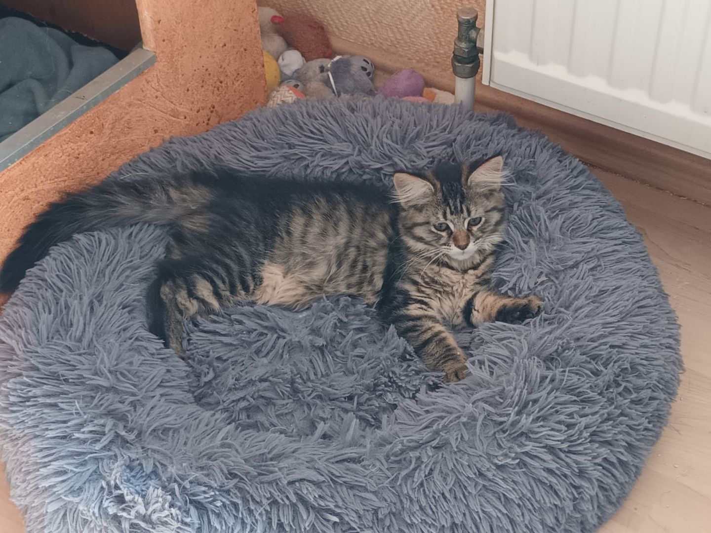 Süße MaineCoon Kitten suchen liebevolles Zuhause