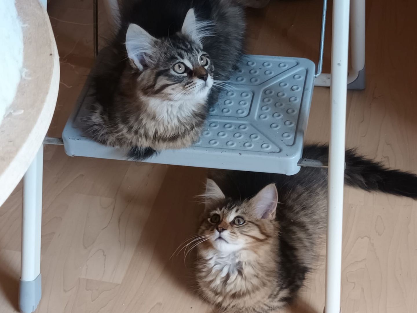 Süße MaineCoon Kitten suchen liebevolles Zuhause