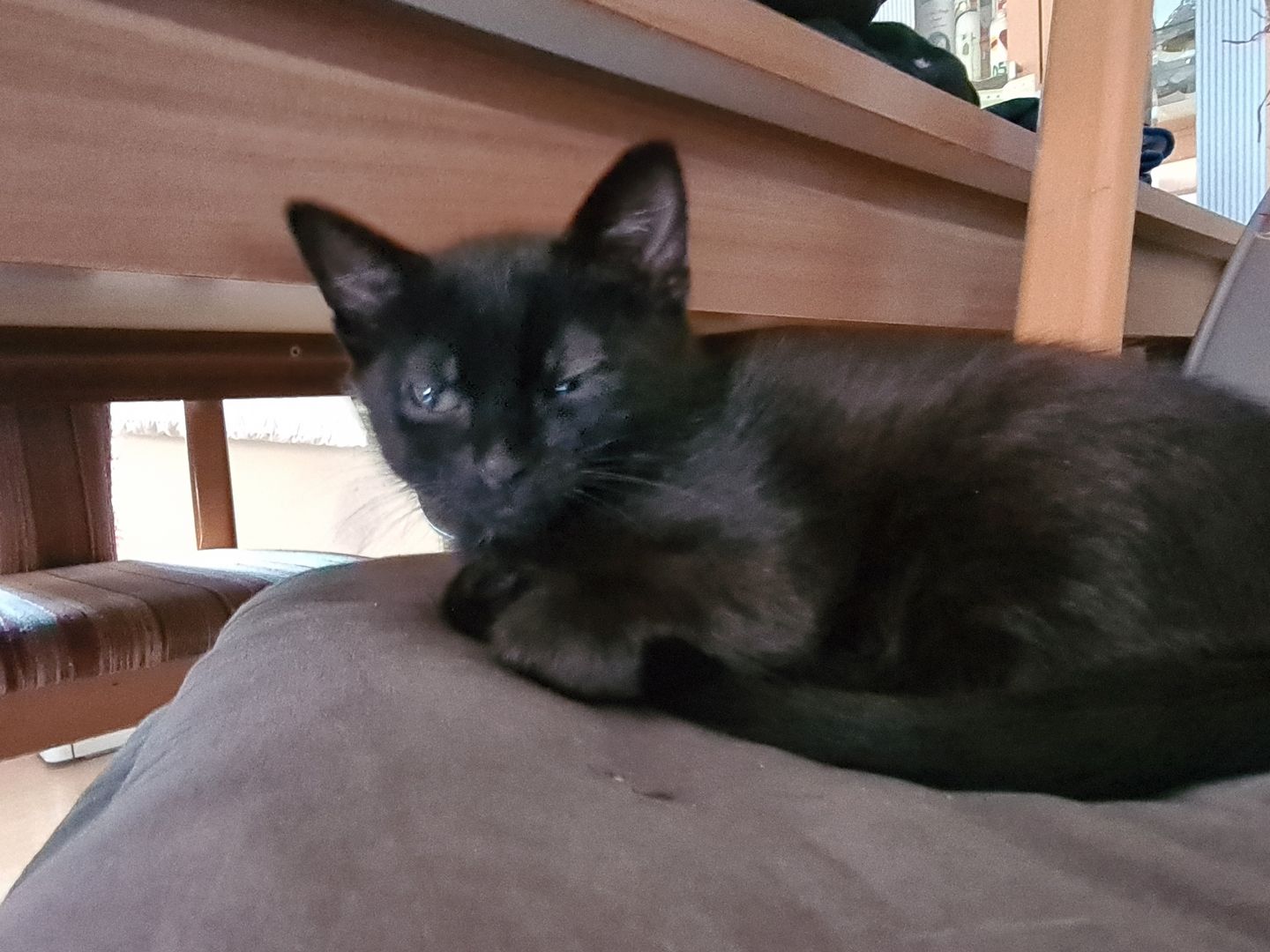 2 süsse Katzenbabys