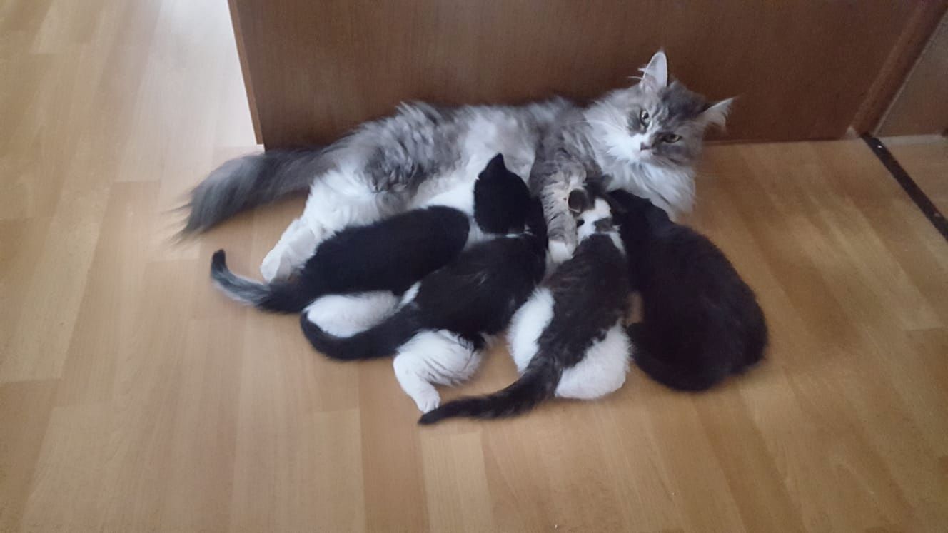 Main-Coon-Perser/ Hauskatze