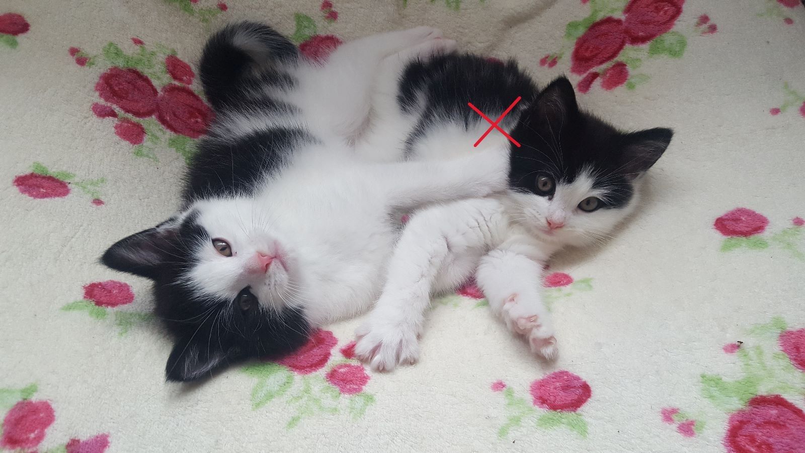 Main-Coon-Perser/ Hauskatze