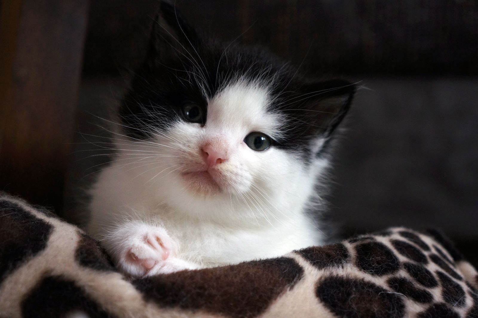 Main-Coon-Perser/ Hauskatze