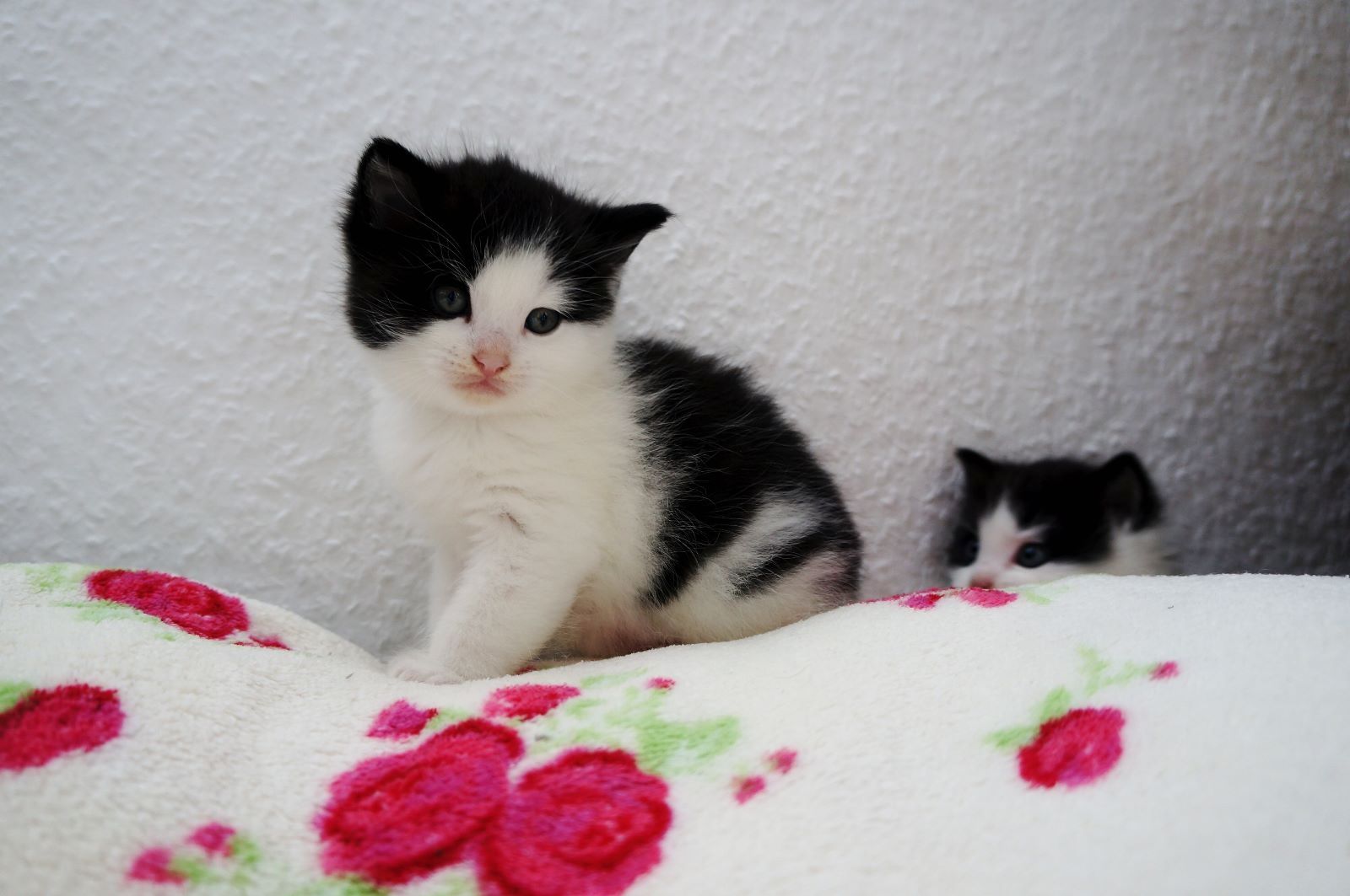 Main-Coon-Perser/ Hauskatze