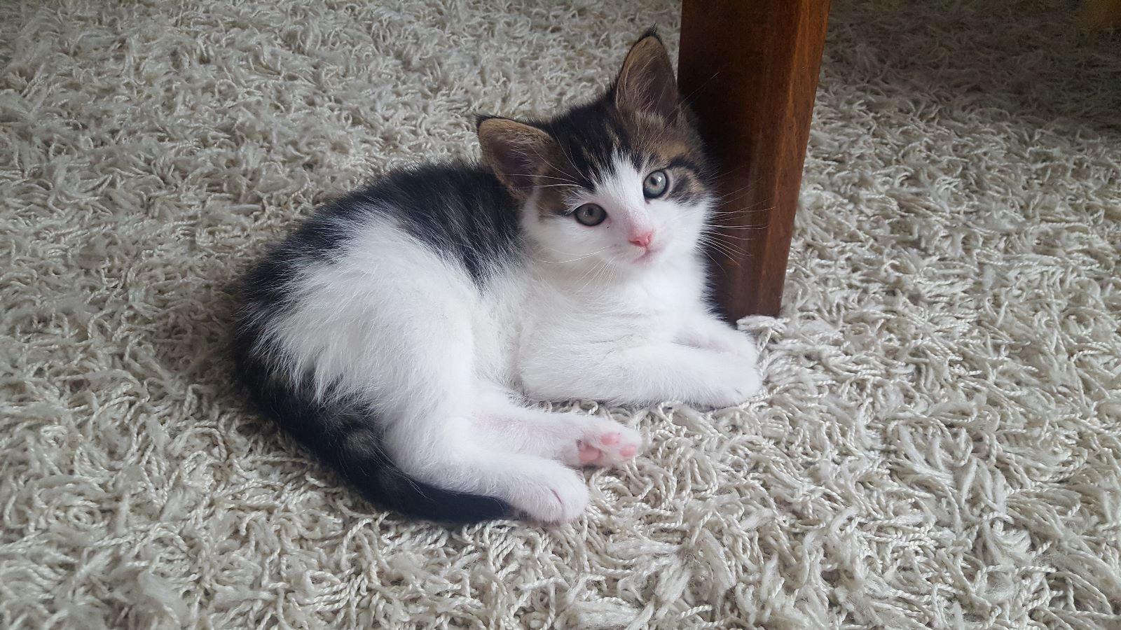 Main-Coon-Perser/ Hauskatze