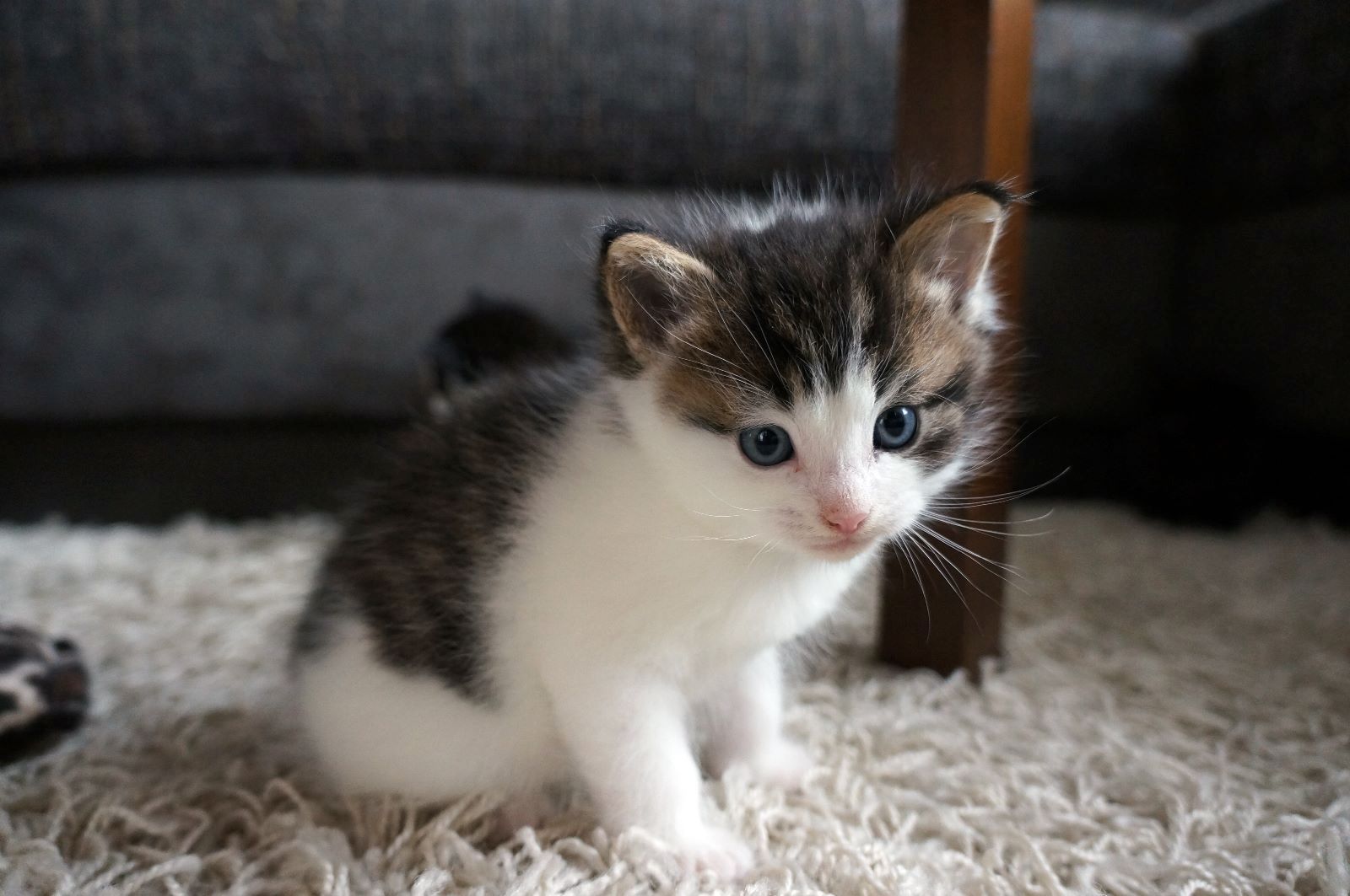 Main-Coon-Perser/ Hauskatze