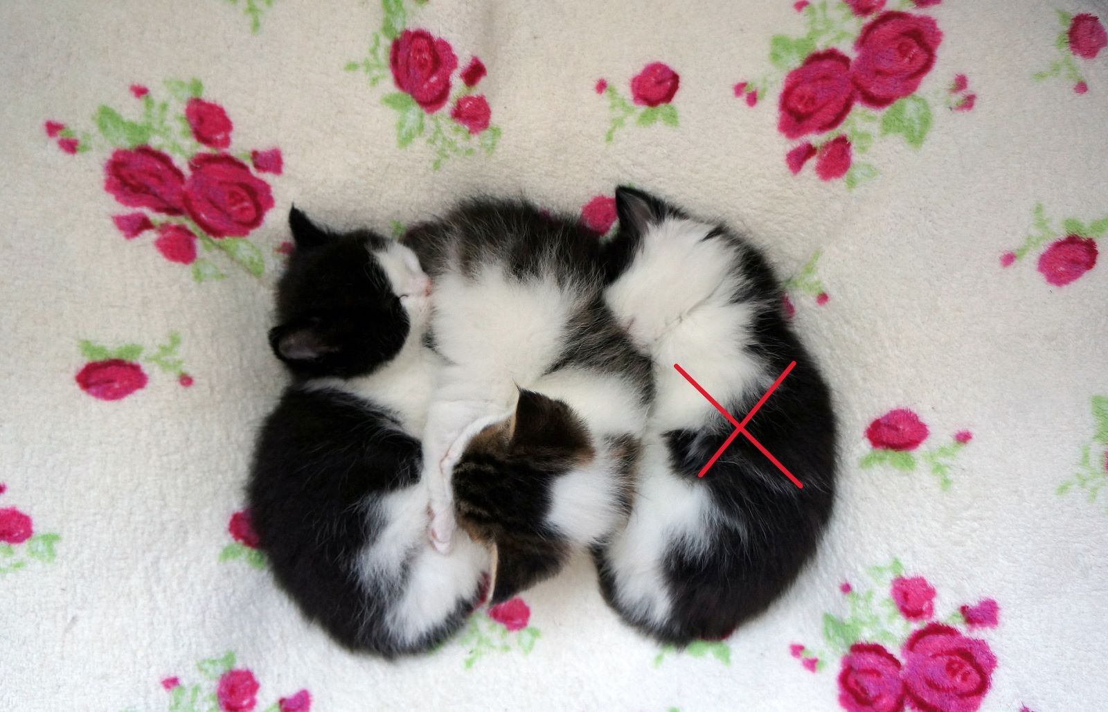 Main-Coon-Perser/ Hauskatze