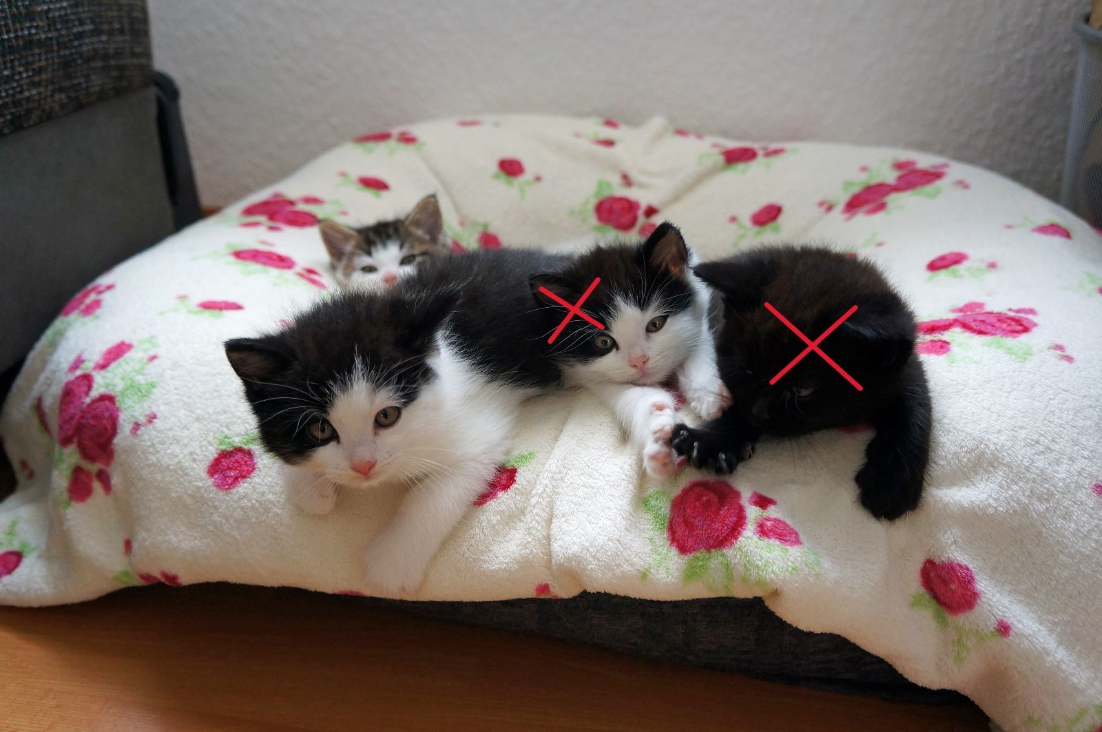 Main-Coon-Perser/ Hauskatze