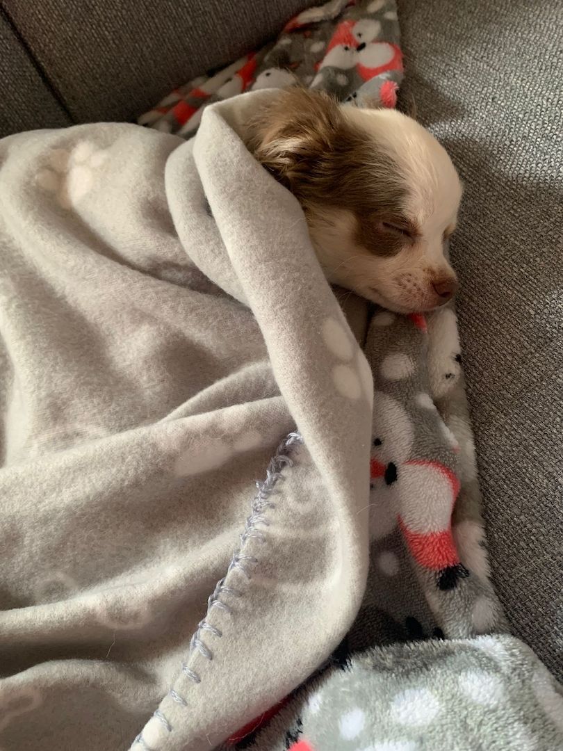 Chihuahua zu verkaufen