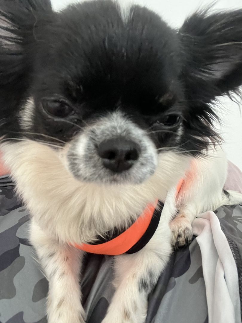 Chihuahua zu verkaufen