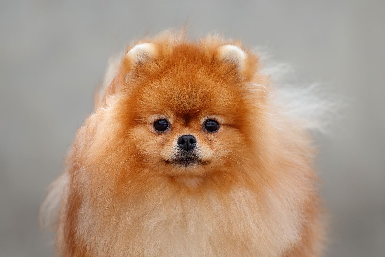 pomeranian  Pommerscher Spitz mini