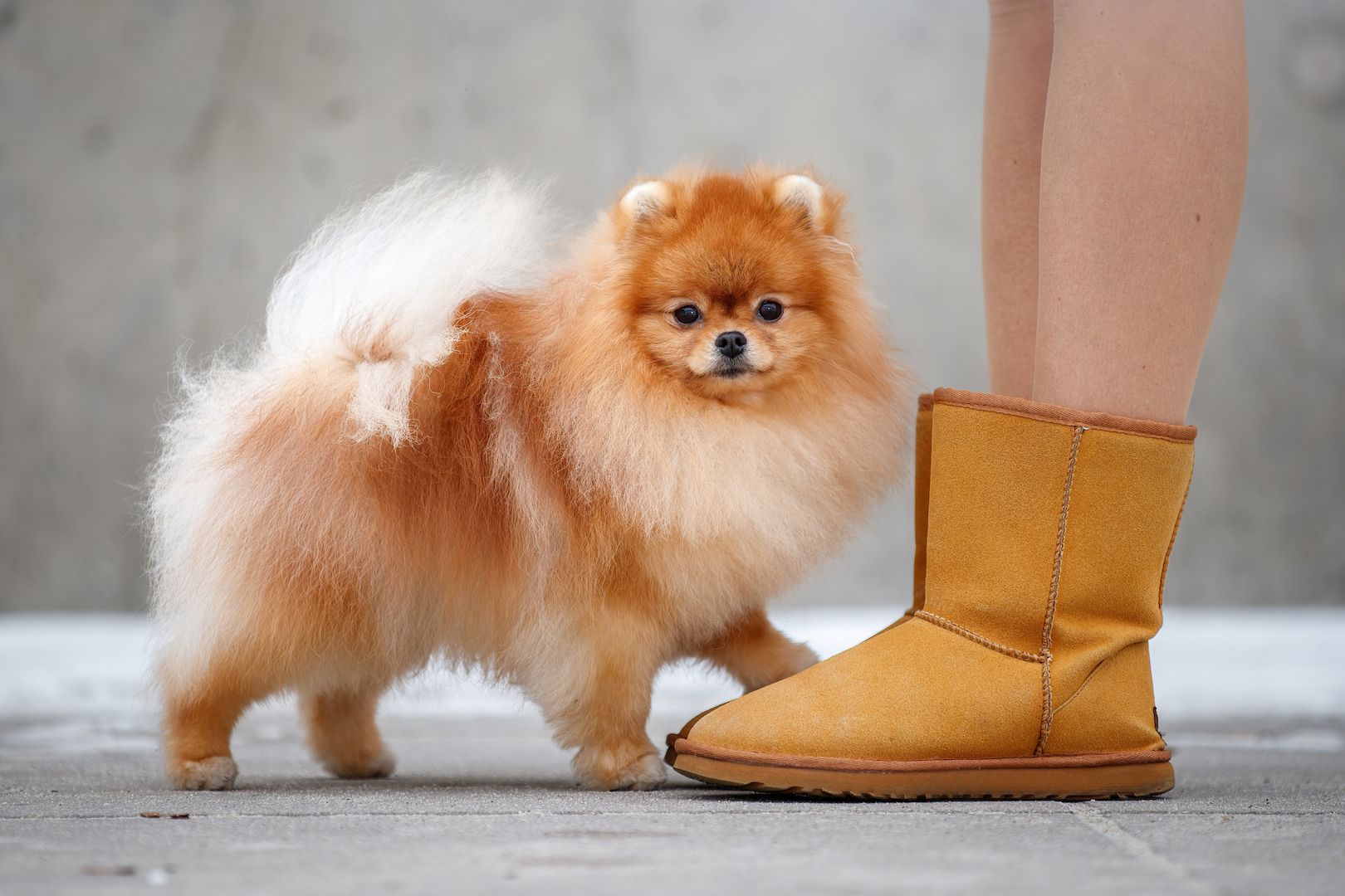 pomeranian  Pommerscher Spitz mini