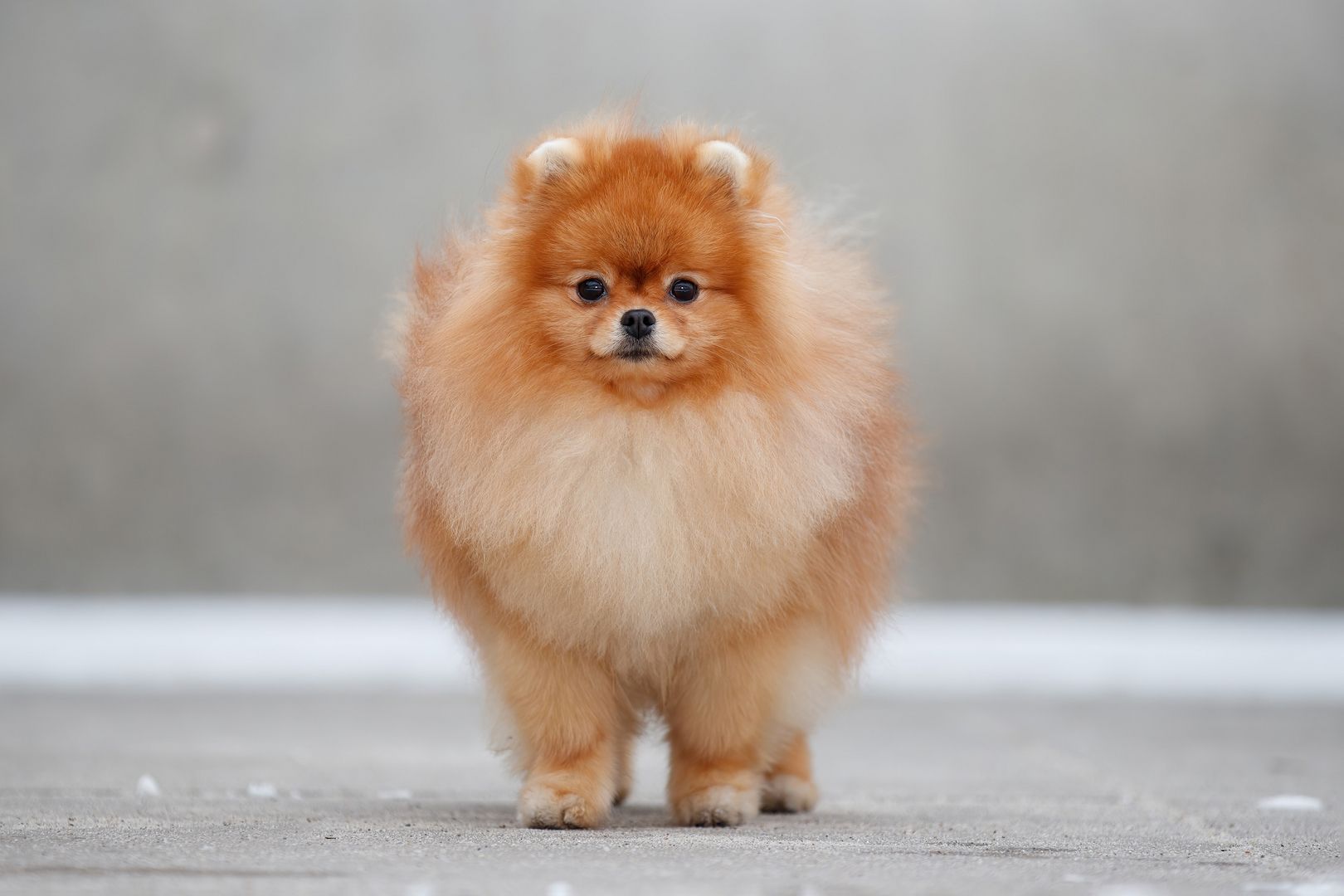 pomeranian  Pommerscher Spitz mini