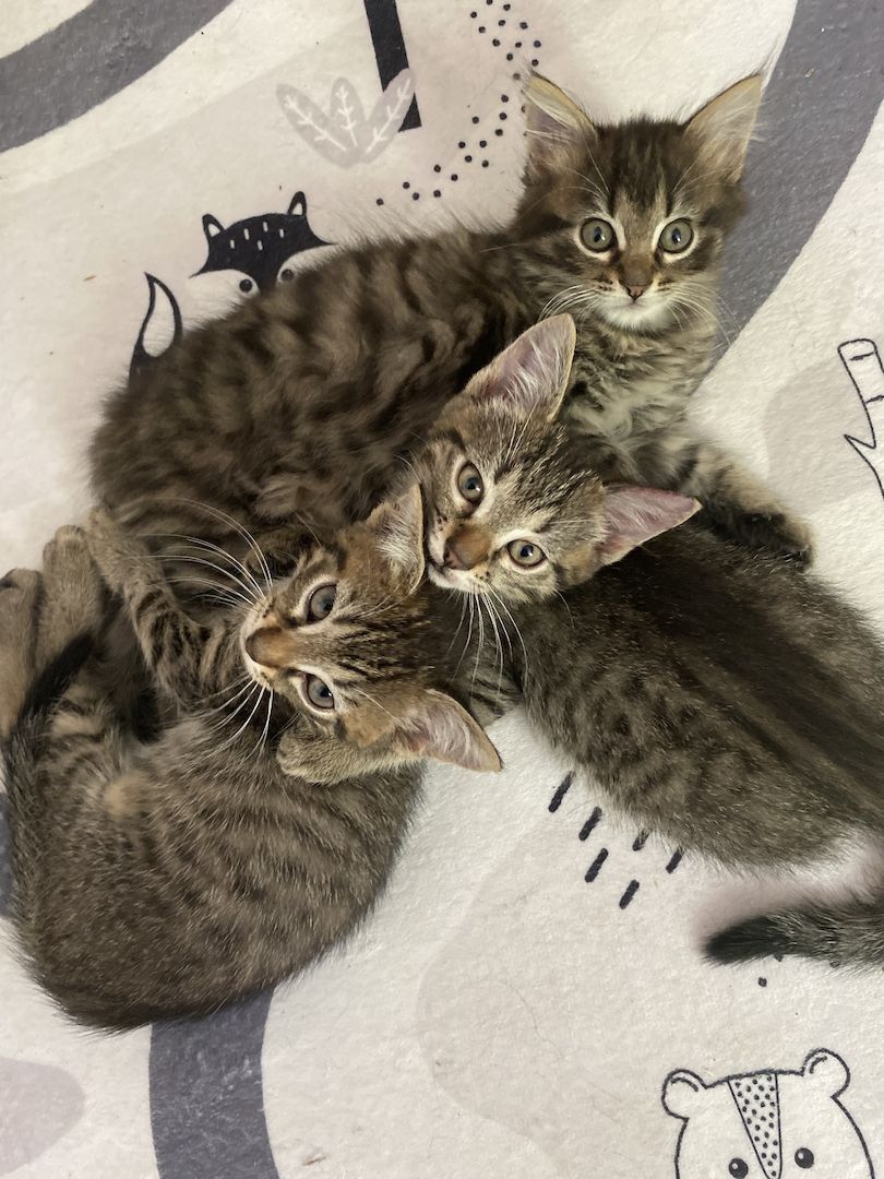 Russisch blau Siam mix Kitten/Kätzchen