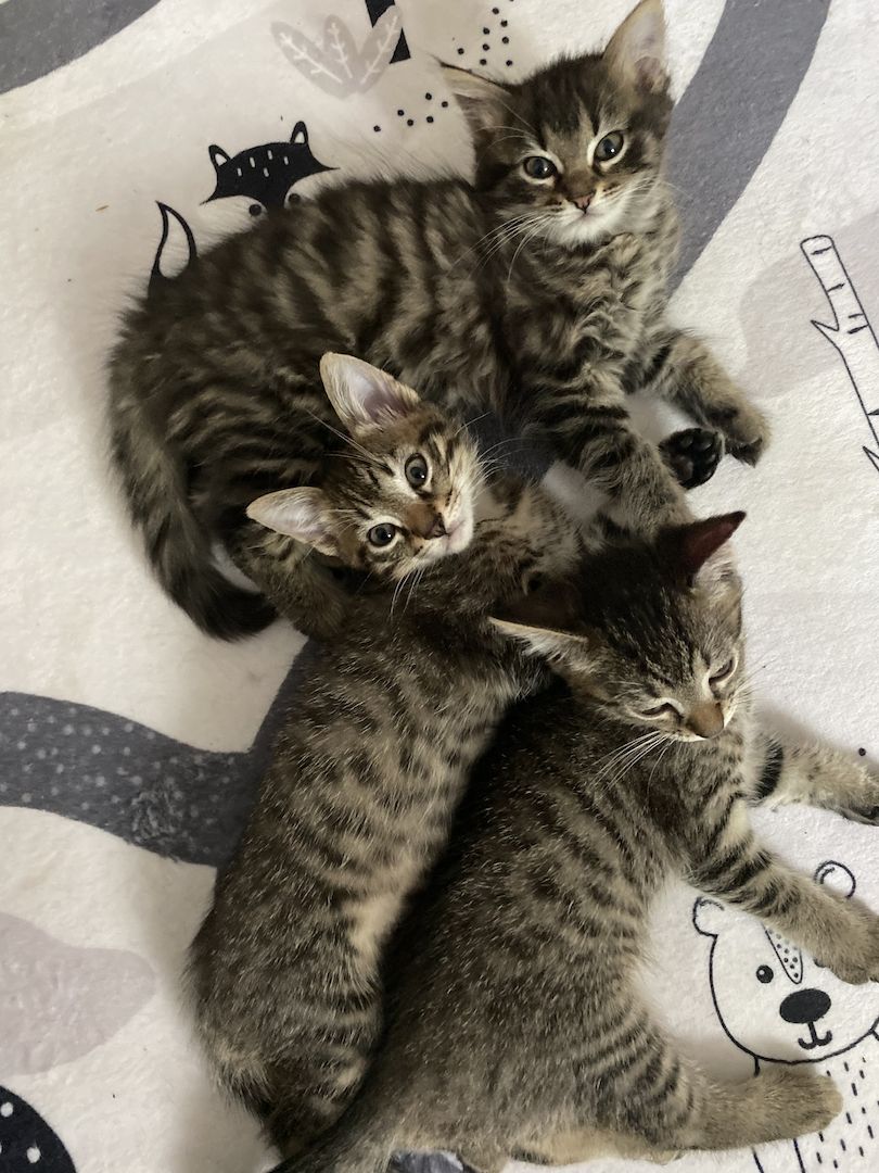 Russisch blau Siam mix Kitten/Kätzchen