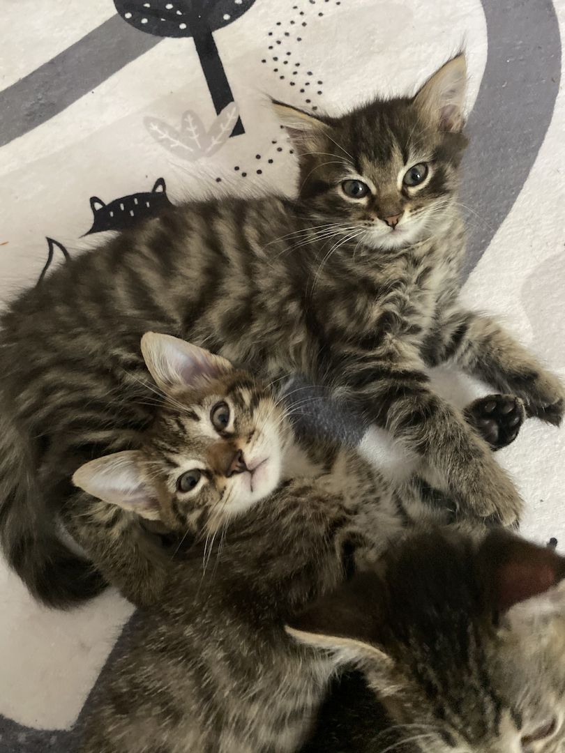 Russisch blau Siam mix Kitten/Kätzchen