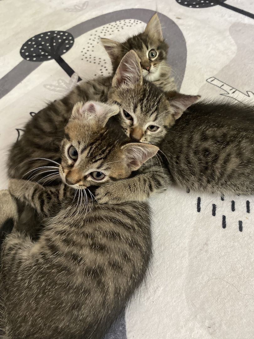 Russisch blau Siam mix Kitten/Kätzchen