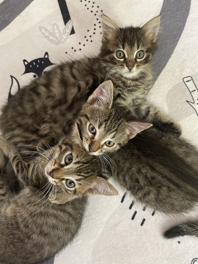 Russisch blau Siam mix Kitten/Kätzchen