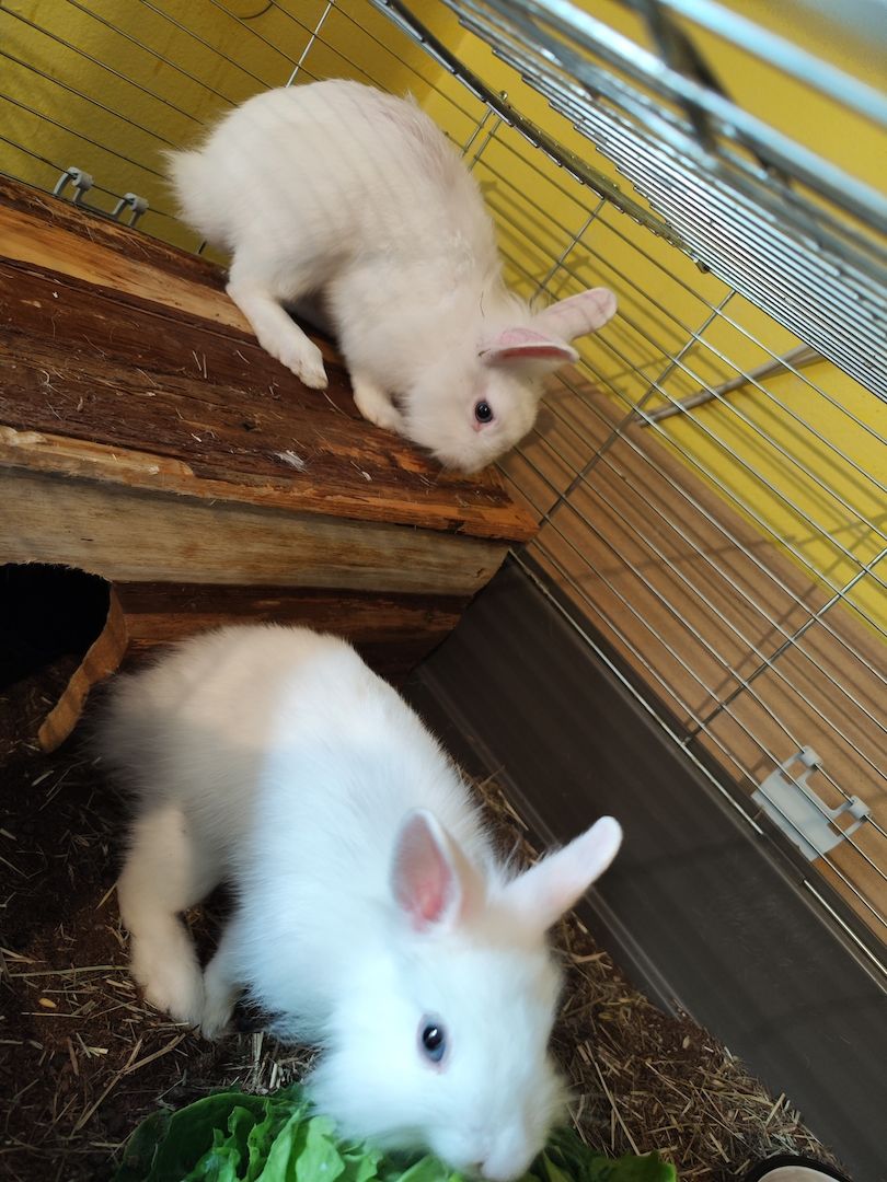 Hasen Jungs abzugeben