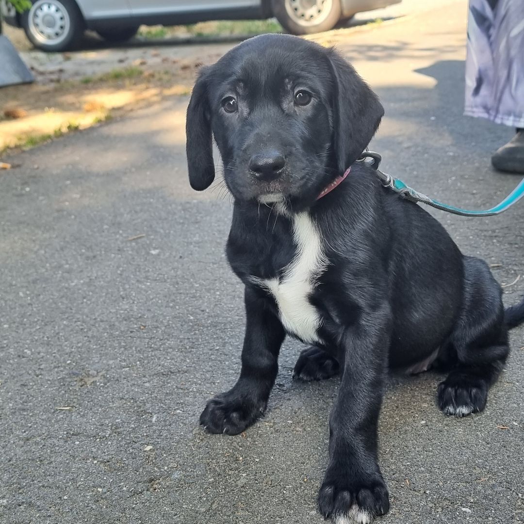 3 Labrador mix Welpen 3 Labrador mix Welpen