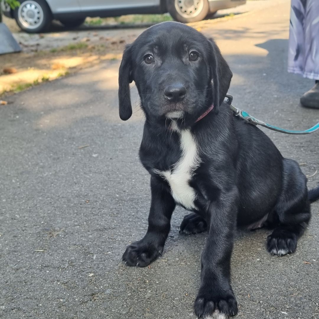 3 Labrador mix Welpen 3 Labrador mix Welpen