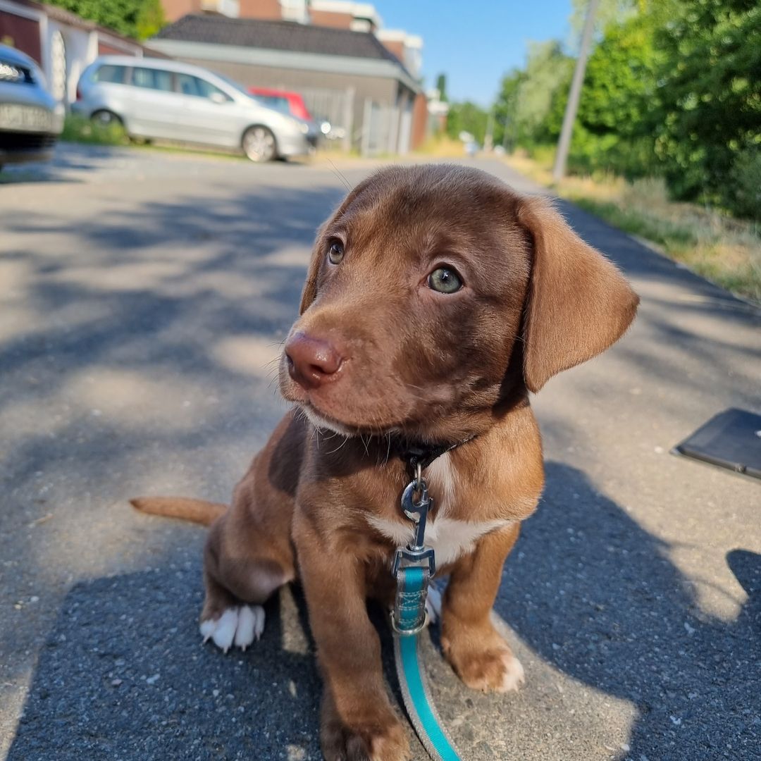 3 Labrador mix Welpen 3 Labrador mix Welpen