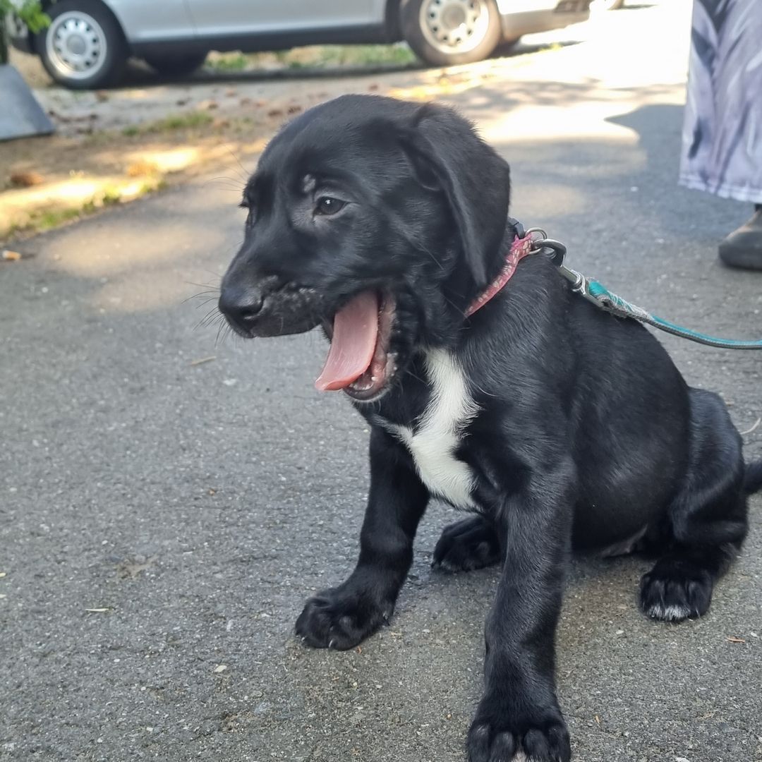 3 Labrador mix Welpen 3 Labrador mix Welpen