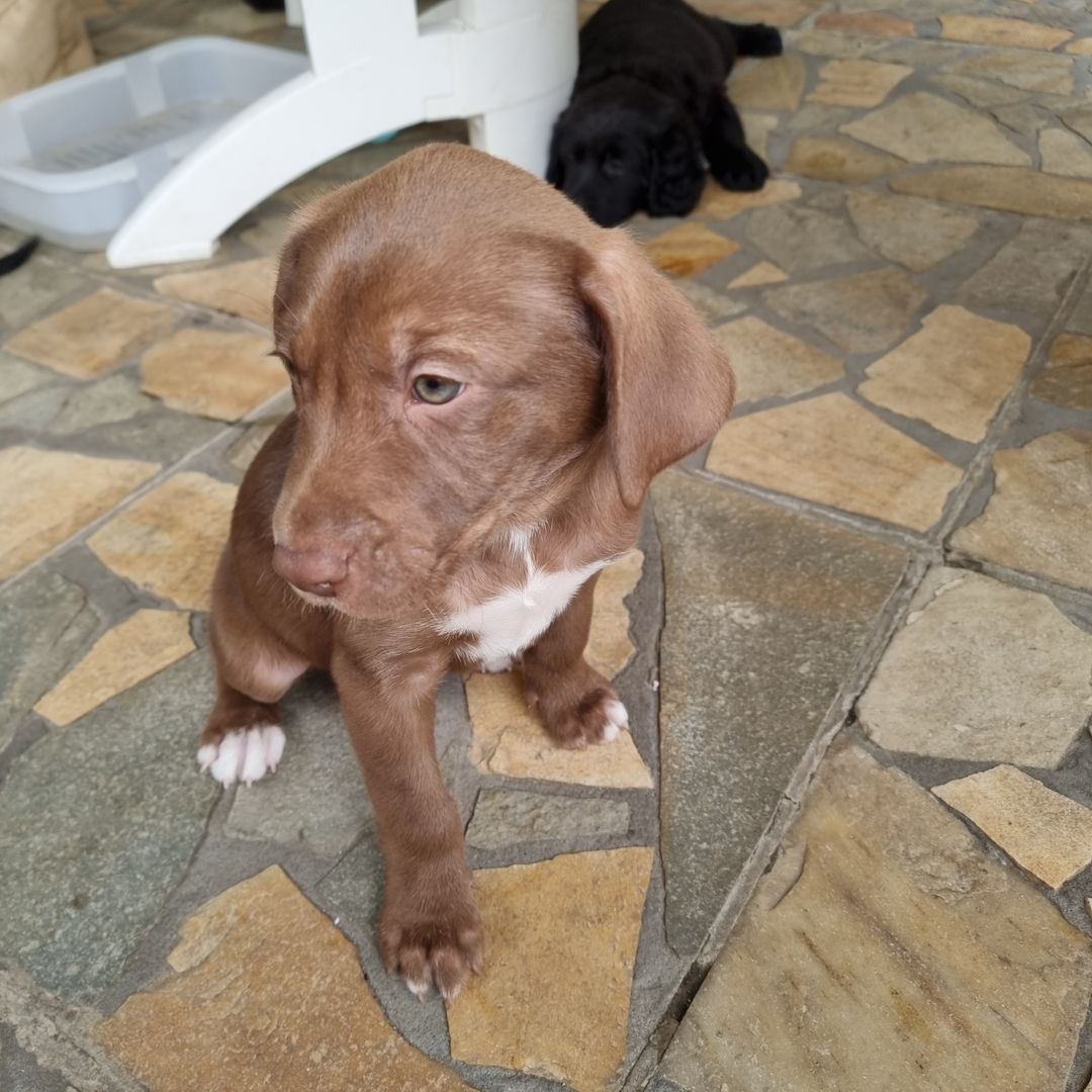 3 Labrador mix Welpen 3 Labrador mix Welpen