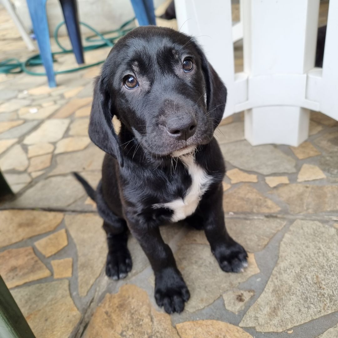 3 Labrador mix Welpen 3 Labrador mix Welpen