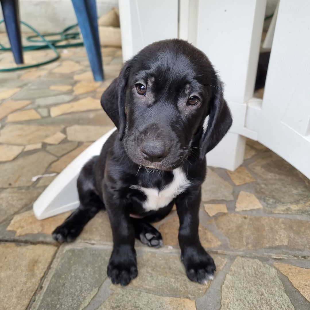 3 Labrador mix Welpen 3 Labrador mix Welpen