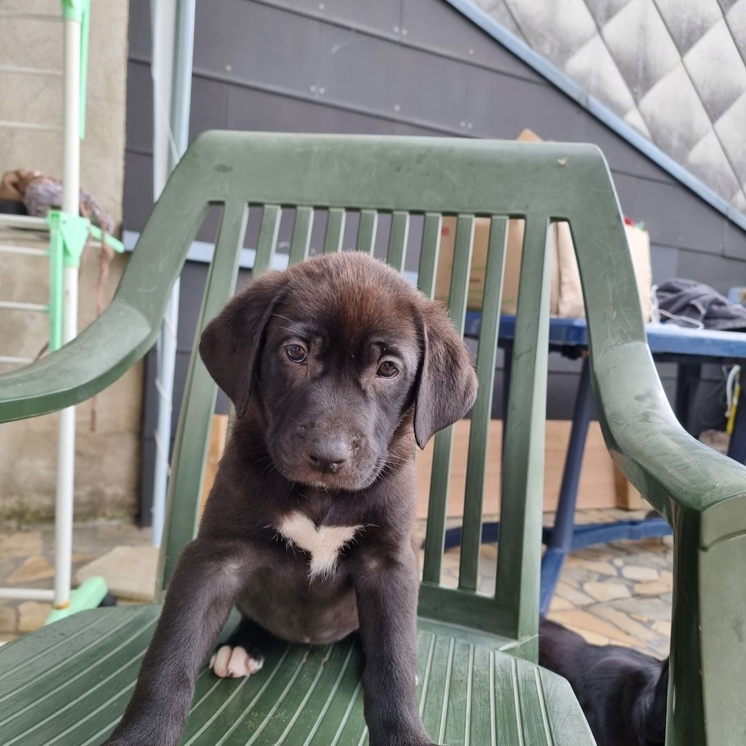 3 Labrador mix Welpen 3 Labrador mix Welpen