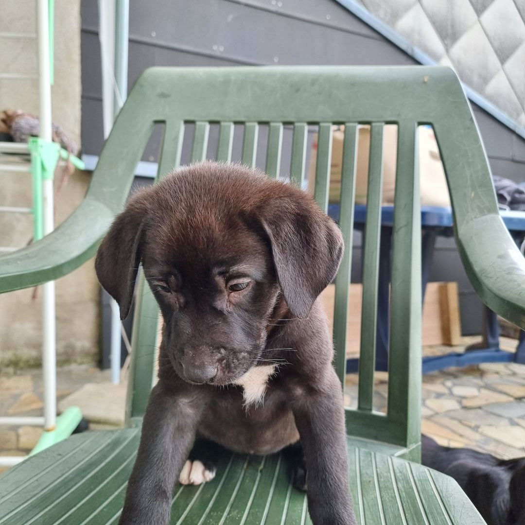 3 Labrador mix Welpen 3 Labrador mix Welpen