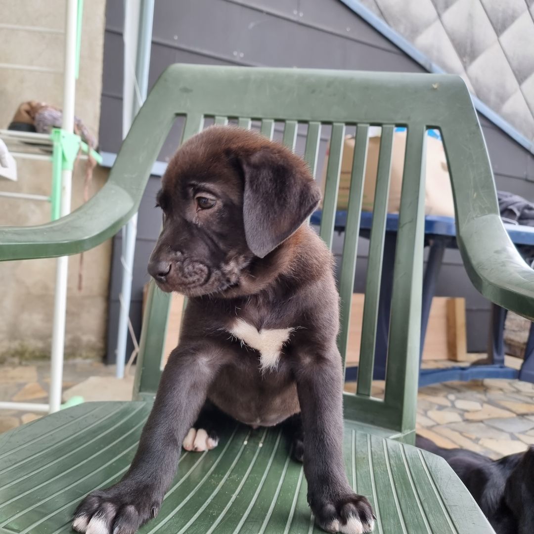 3 Labrador mix Welpen 3 Labrador mix Welpen