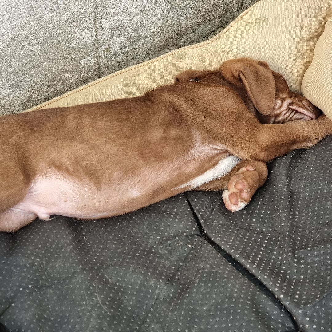 3 Labrador mix Welpen 3 Labrador mix Welpen