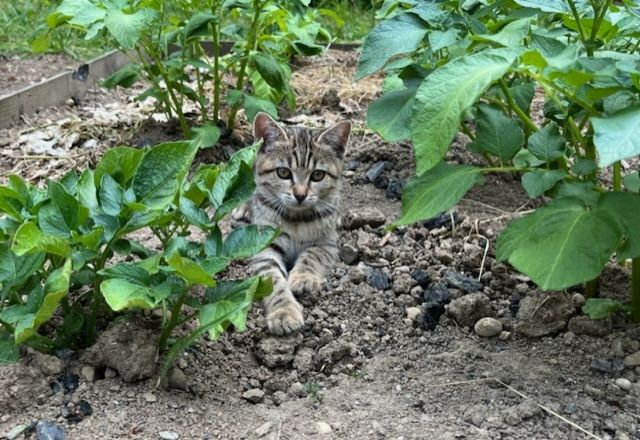 2 weibliche Kätzchen suchen ein neues Zuhause
