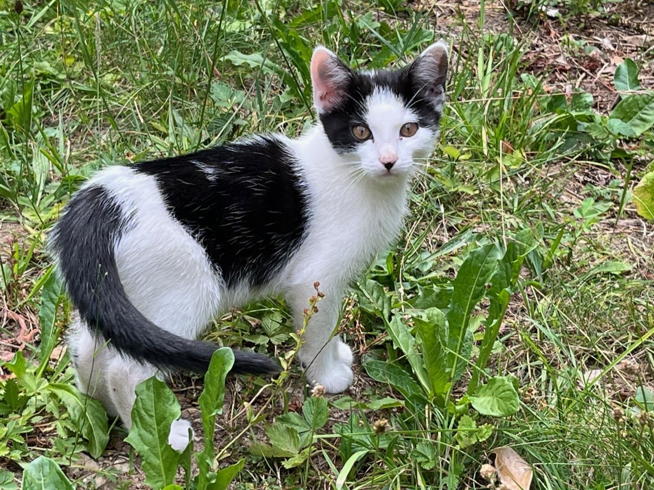 2 weibliche Kätzchen suchen ein neues Zuhause