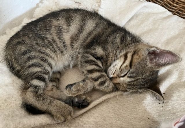 2 weibliche Kätzchen suchen ein neues Zuhause