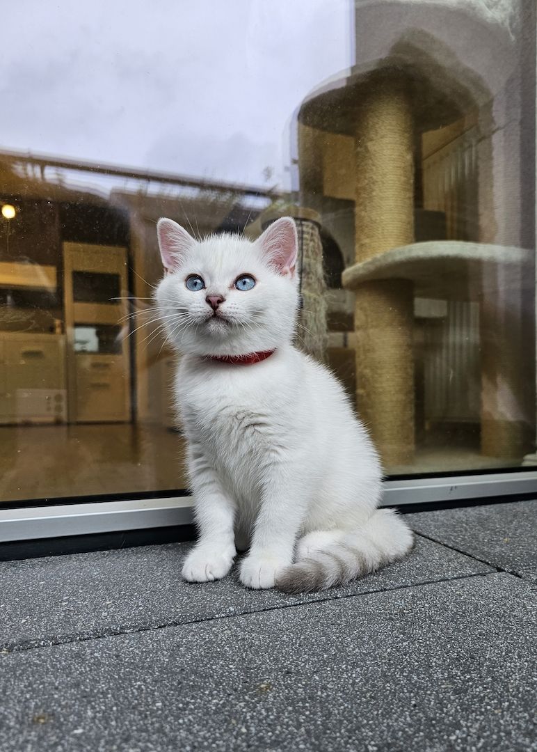 BKH kitten mit schönen blauen Augen ❤️  Abgabebereit
