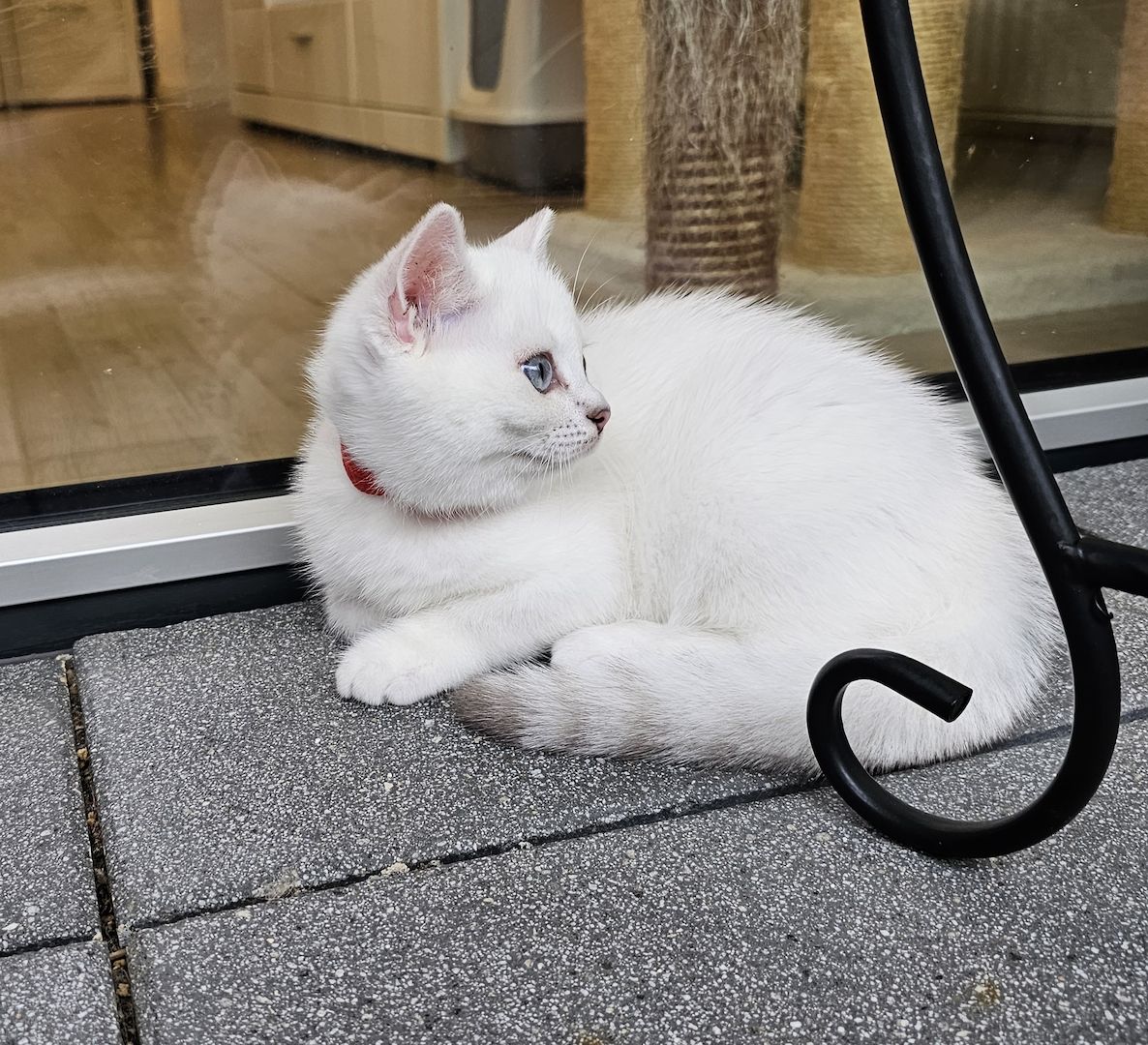BKH kitten mit schönen blauen Augen ❤️  Abgabebereit