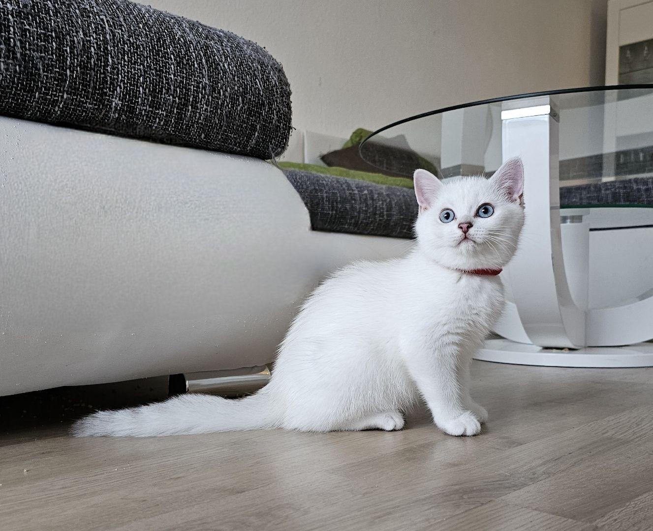 BKH kitten mit schönen blauen Augen ❤️  Abgabebereit