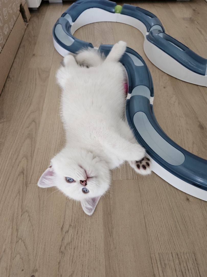 BKH kitten mit schönen blauen Augen ❤️  Abgabebereit