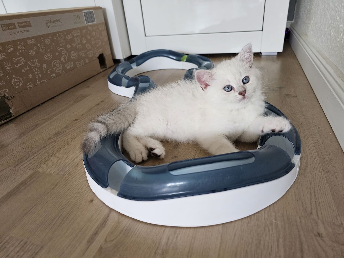 BKH kitten mit schönen blauen Augen ❤️  Abgabebereit